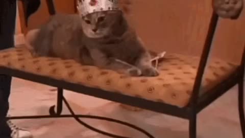 Cute Cat Gif 👑