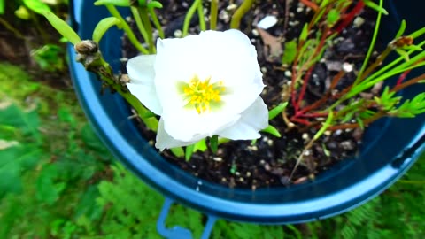 Moss-rose purslane