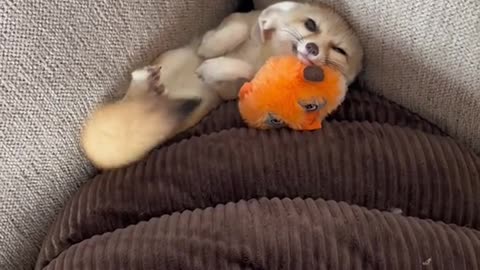 Bedu shenanigans bedu happy cuddle animals fennecfox