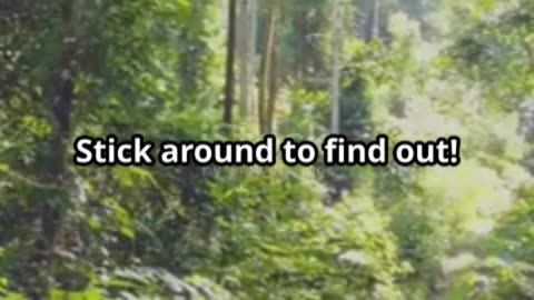 Amazing Tree Facts You Didn't Know | Nature Wonders