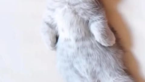 Bartender Cat 5# Drink