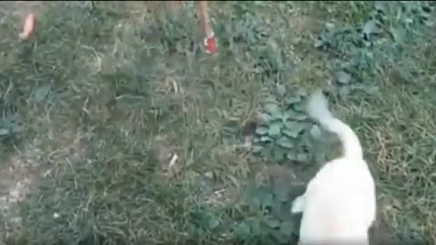 Funny animal clips