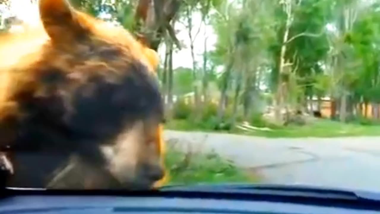 Bear attacks a family #bear #grizzlybear #bears #bearsofrumble#bearattack