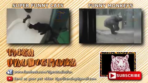 Funny animals club