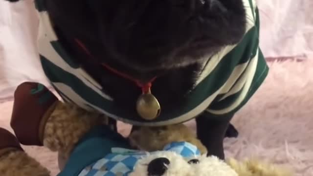 cute pug playing with her toy alone