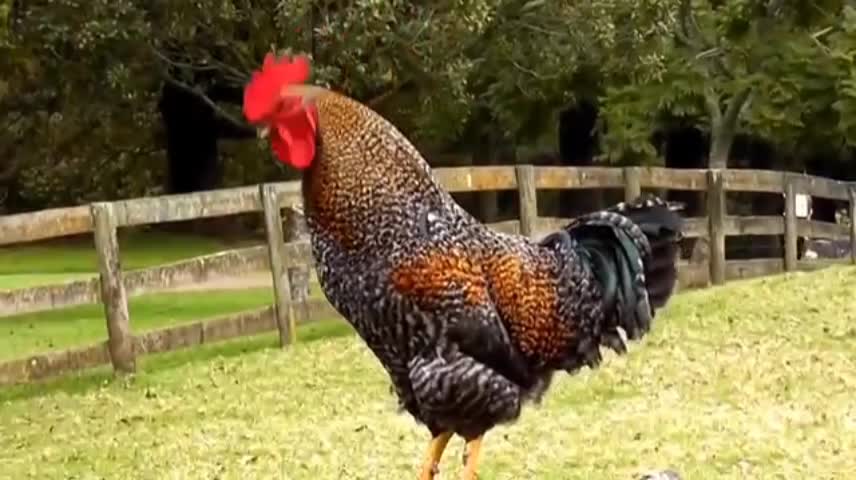 Cut animals | funny animals | animals lovers