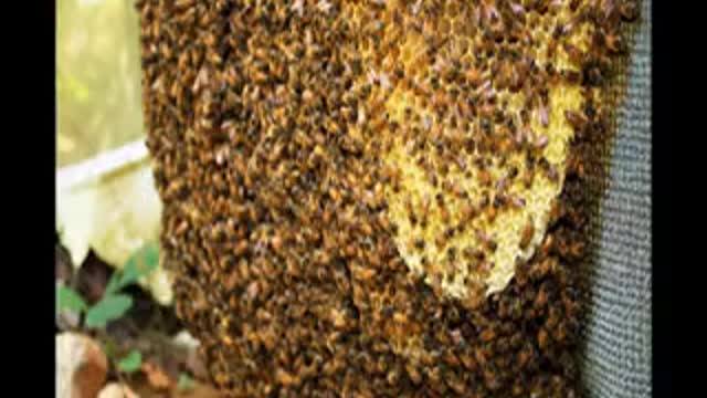 Interview 9 Dr Ernesto Guzman on Bee Breeding