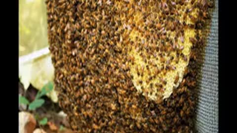 Interview 9 Dr Ernesto Guzman on Bee Breeding