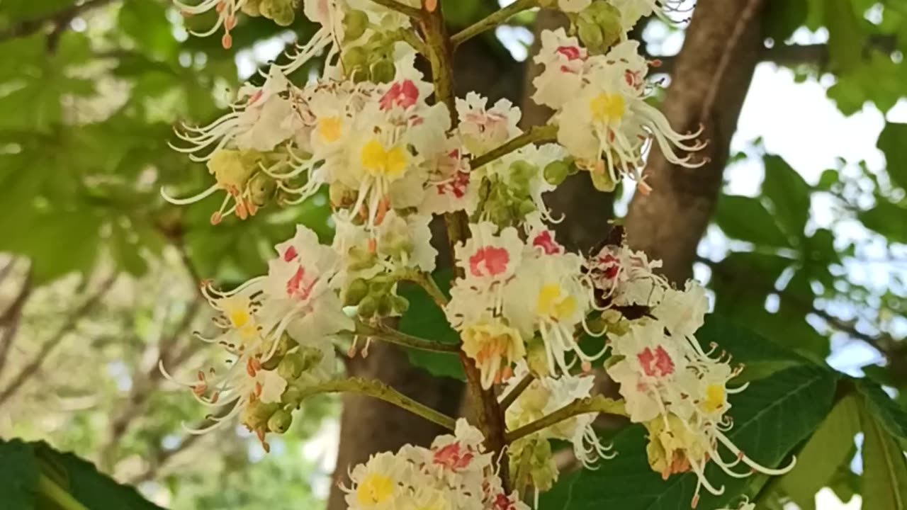 Blooming chestnut tree