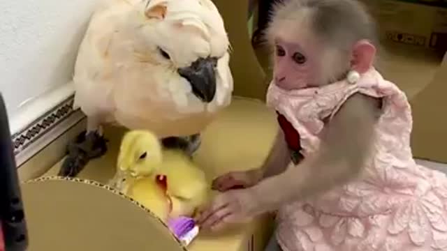 Watch before deleting a video of a cat playing with an entertaining monkey