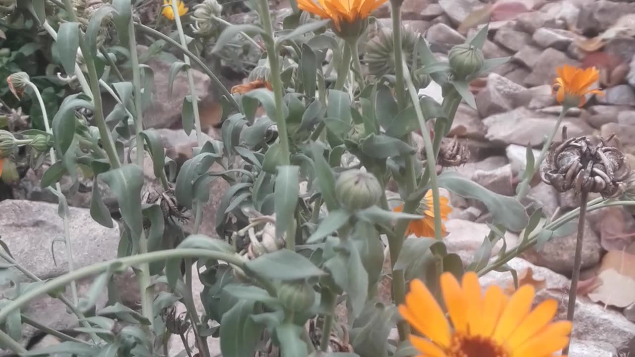 Calendula cuties