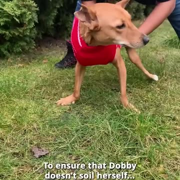 Top 10 Tips for Caring for Your Disabled Dog: Expert Advice!