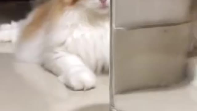 This cat comes in front of a glass filled with water and see what happens next