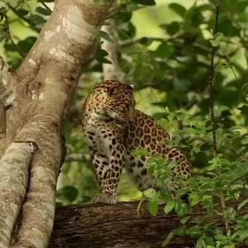 Wildlife in Close view with different perspective.