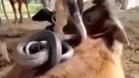 Funny animals video