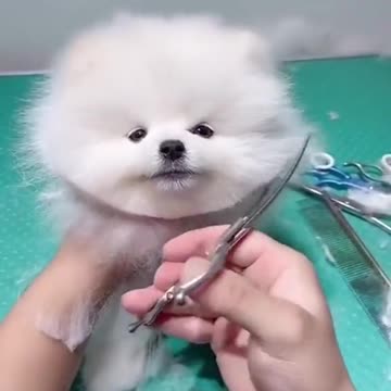 Cute puppy got an awesome haircut