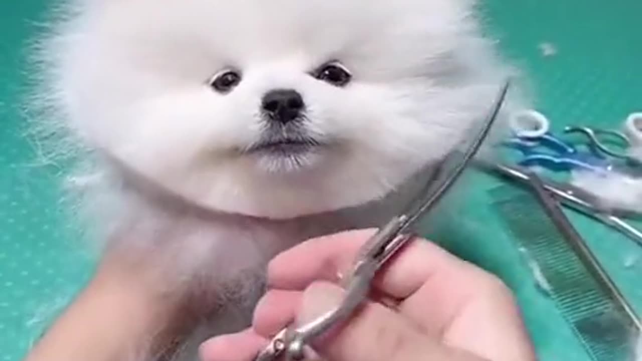 Cute puppy got an awesome haircut