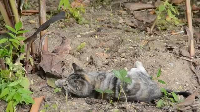 kittens playing fighting