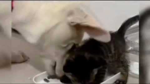 The dog 🦮steals😿the kitten's😺food🥗