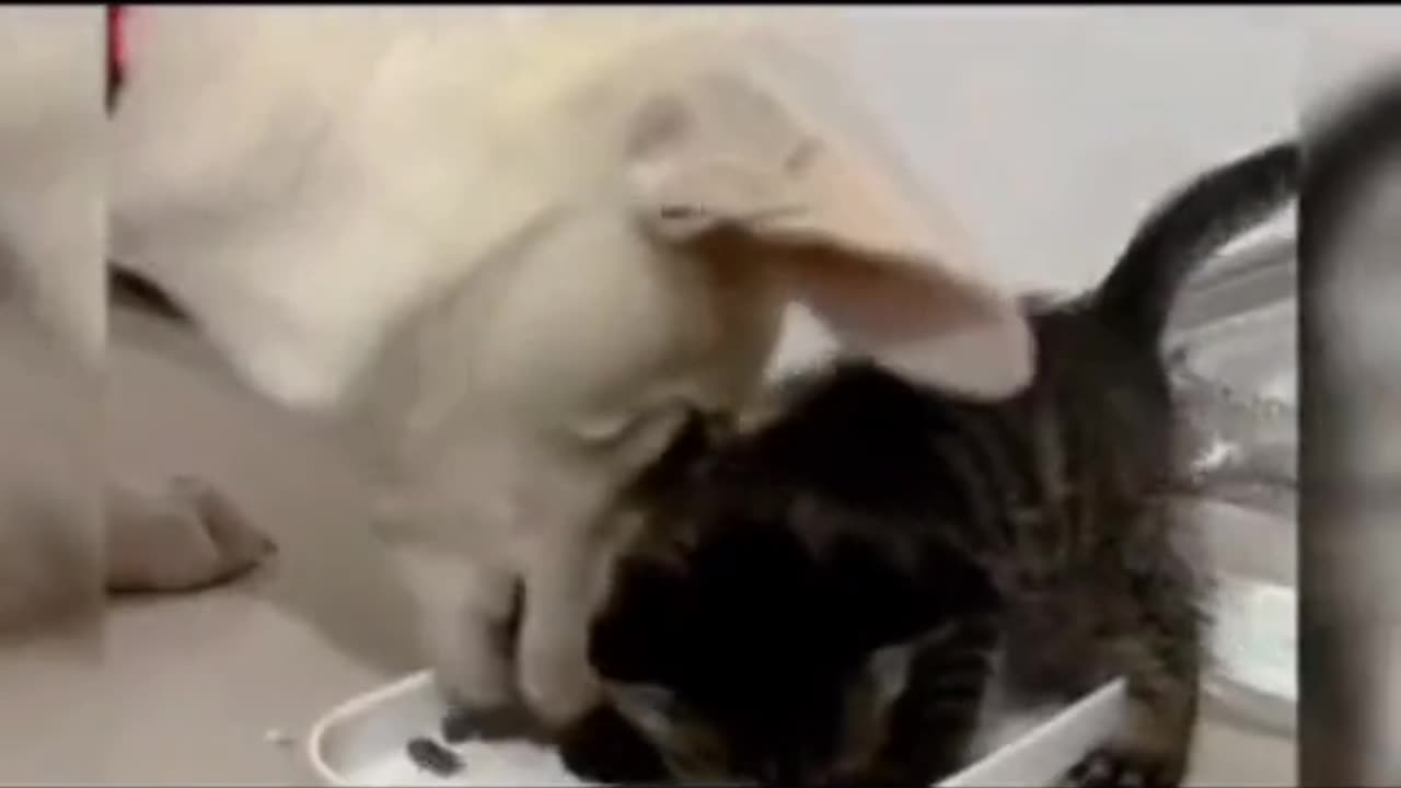 The dog 🦮steals😿the kitten's😺food🥗