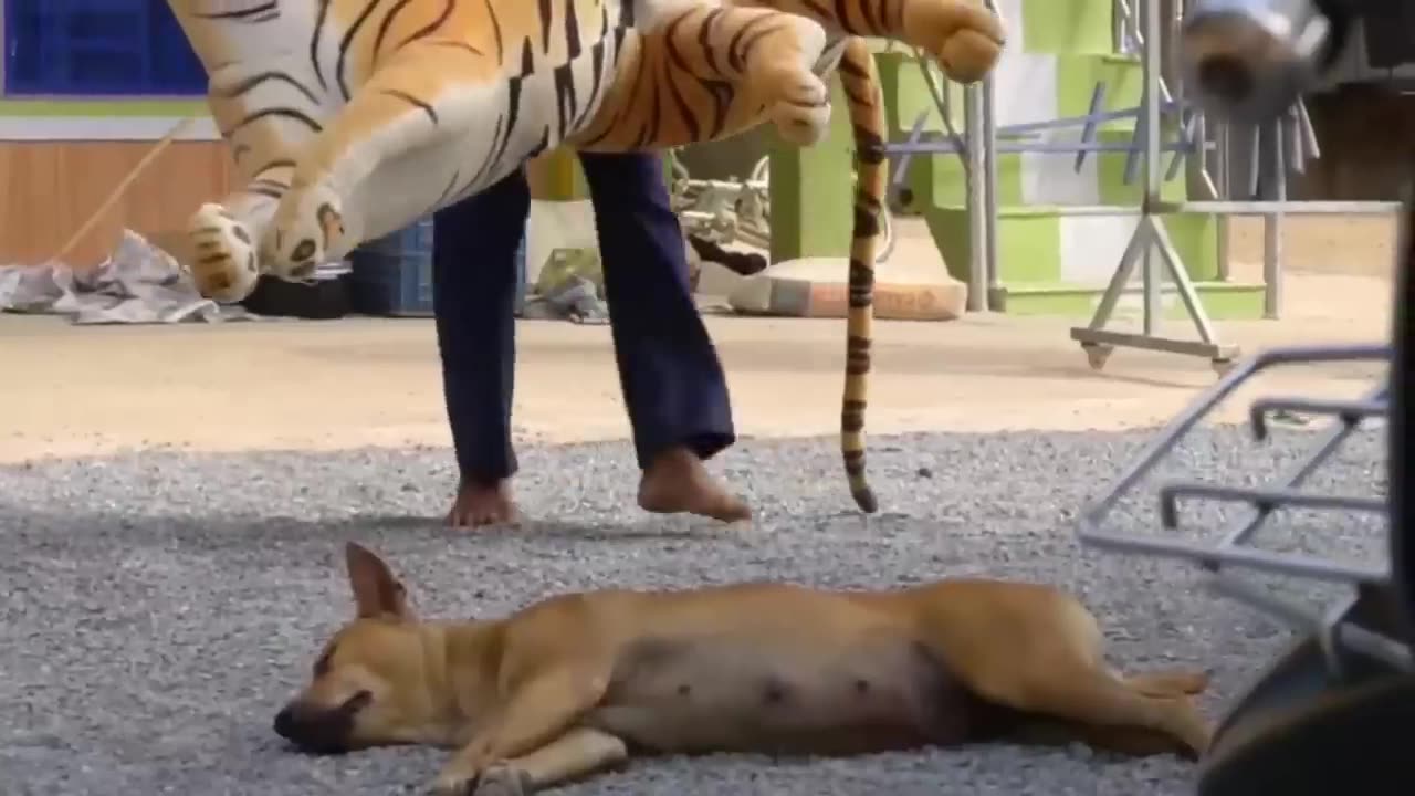 og Gets Pranked with Funny Fake Lion, Tiger, and Huge Box