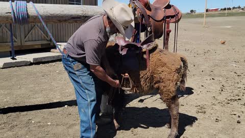 Saddling Wyatt the baby bison