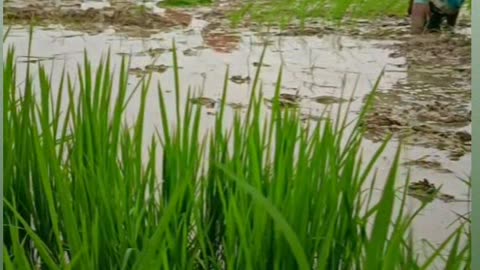 Farmer life in countryside of india