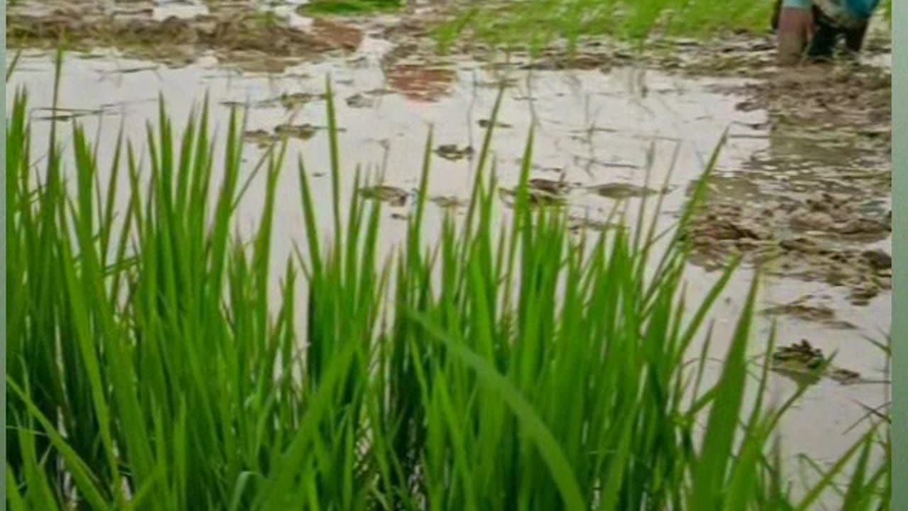 Farmer life in countryside of india