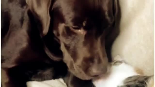 Funny and cute dogs, baby, child in love with dogs and cats and animals.