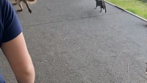 Cat Loves Going on Adventures with Dog