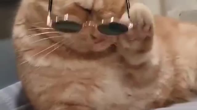 You will be amazed to see the style of wearing cat glasses