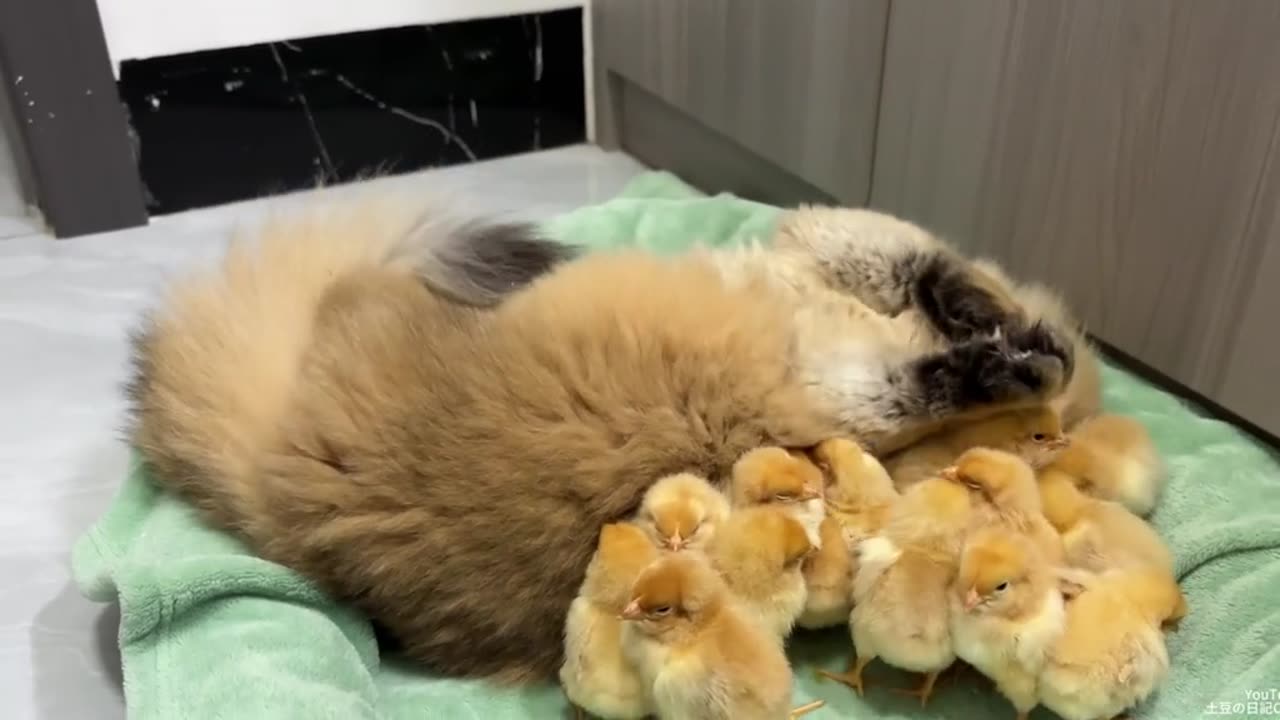 Hen Suspects The Kittens, has stolen the chick's