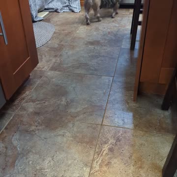 Chewy is begging for some food part 1