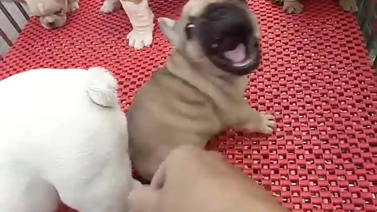 Dog funny video