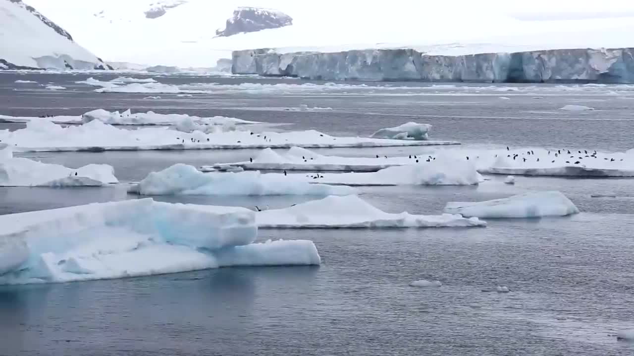 Antarctica’s Emperor Penguins Could Be Extinct in 30 Years