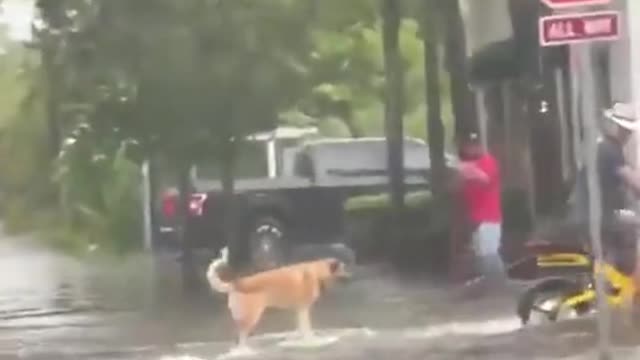 Florida man pulls dog on surfboard through flooded street