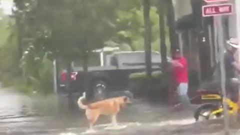 Florida man pulls dog on surfboard through flooded street