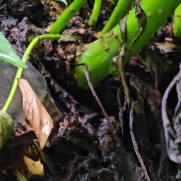 How stones are forcing trees to mutate into chimeras #mockumentary #nature