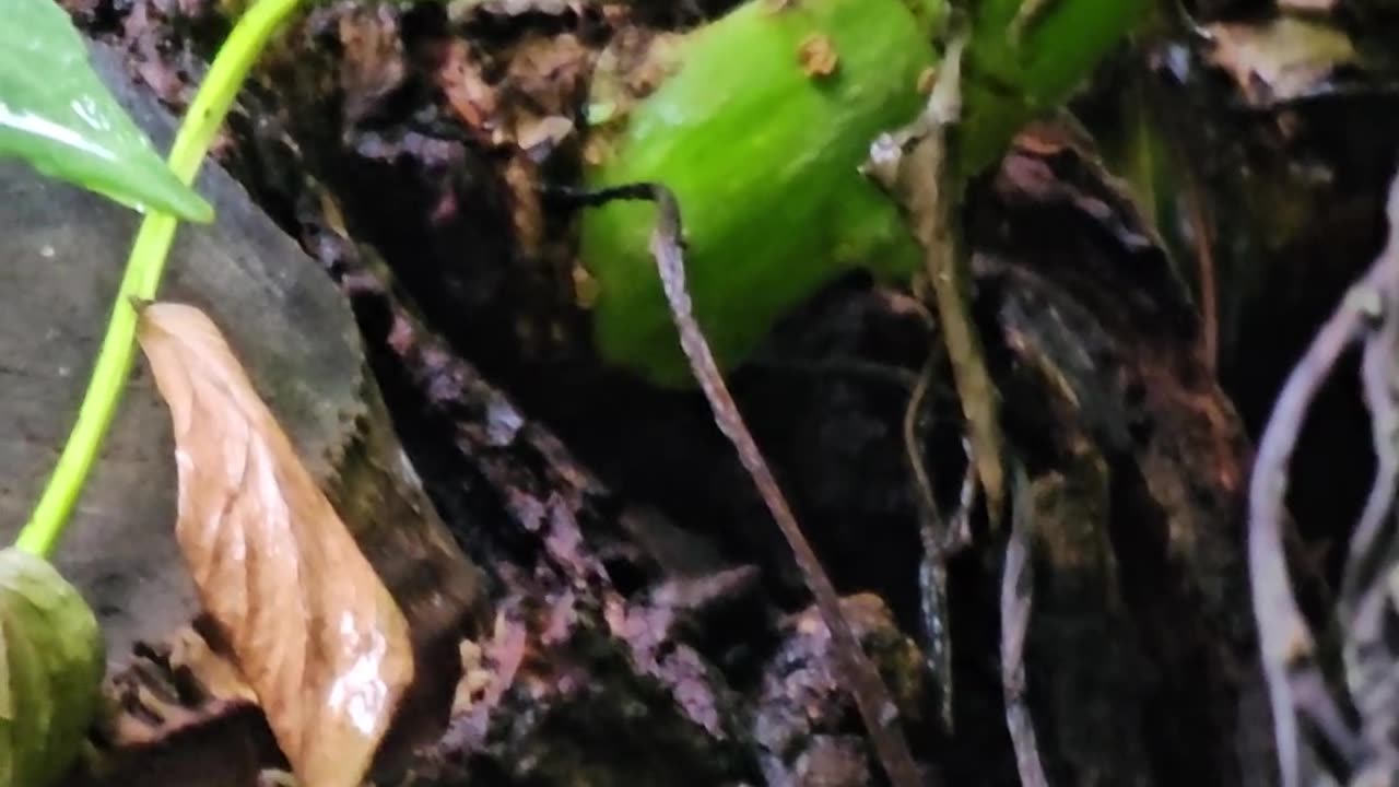 How stones are forcing trees to mutate into chimeras #mockumentary #nature