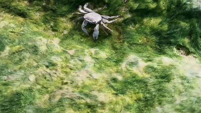 Crab on Green Carpet - Cangrejo en la alfombra verde