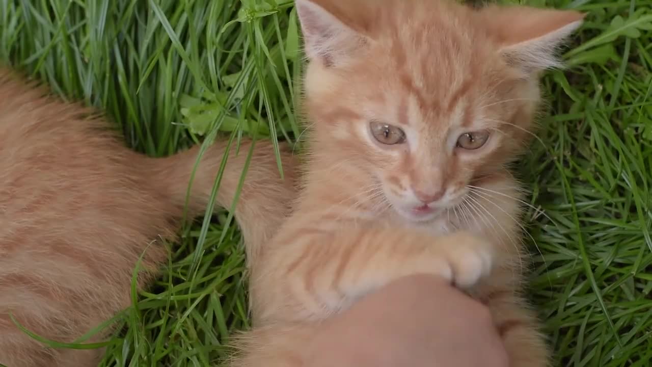 REALLY funny cat laughing and playing