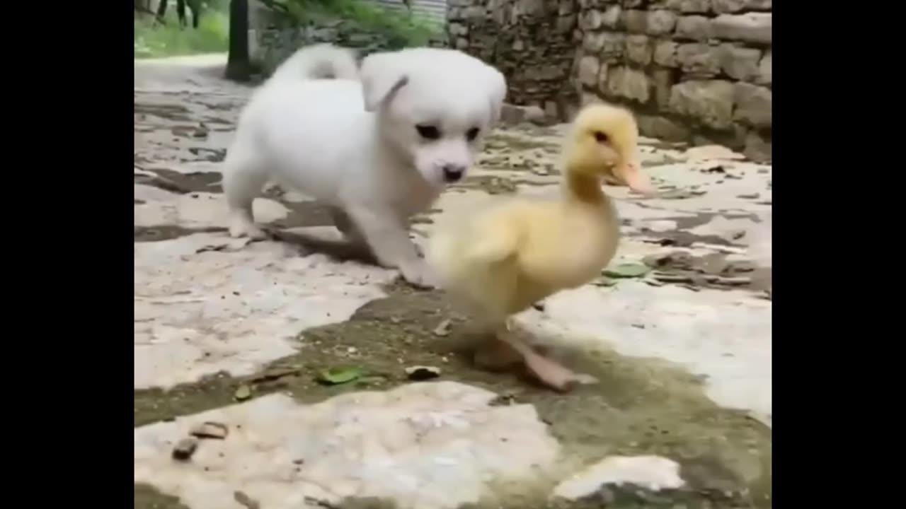 Dog helping duck