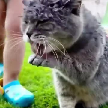 😹Daily Life Of Cats Is A Comedy🧡 | Funny Cats Viral Videos🥰 | Animals