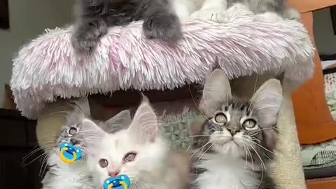 Baby Cats - Cute and Funny Cat Videos Compilation