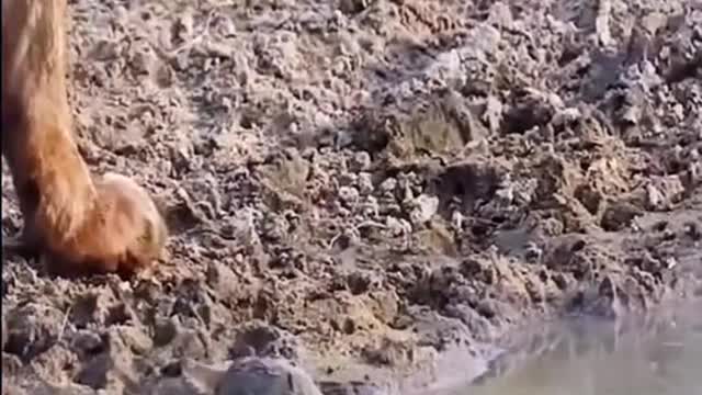 Wonderful animals