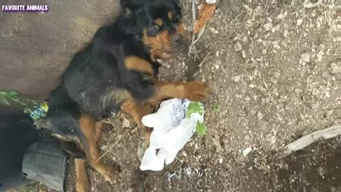 The paralyzed Rottweiler was thrown away as unnecessary garbage