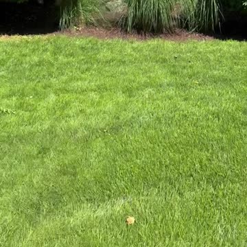 A day at home for Red, Ted, Stella, and Doodle 🏡🐩