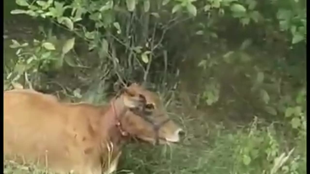 Tiger killed cow.