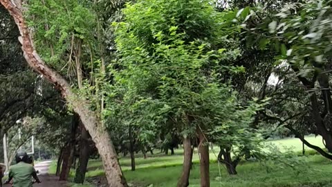 Nature