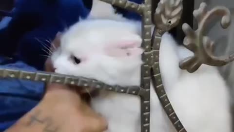 Cute and funny cat video.